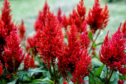 100 RED Forest Fire COCKSCOMB CELOSIA Plumosa Seeds