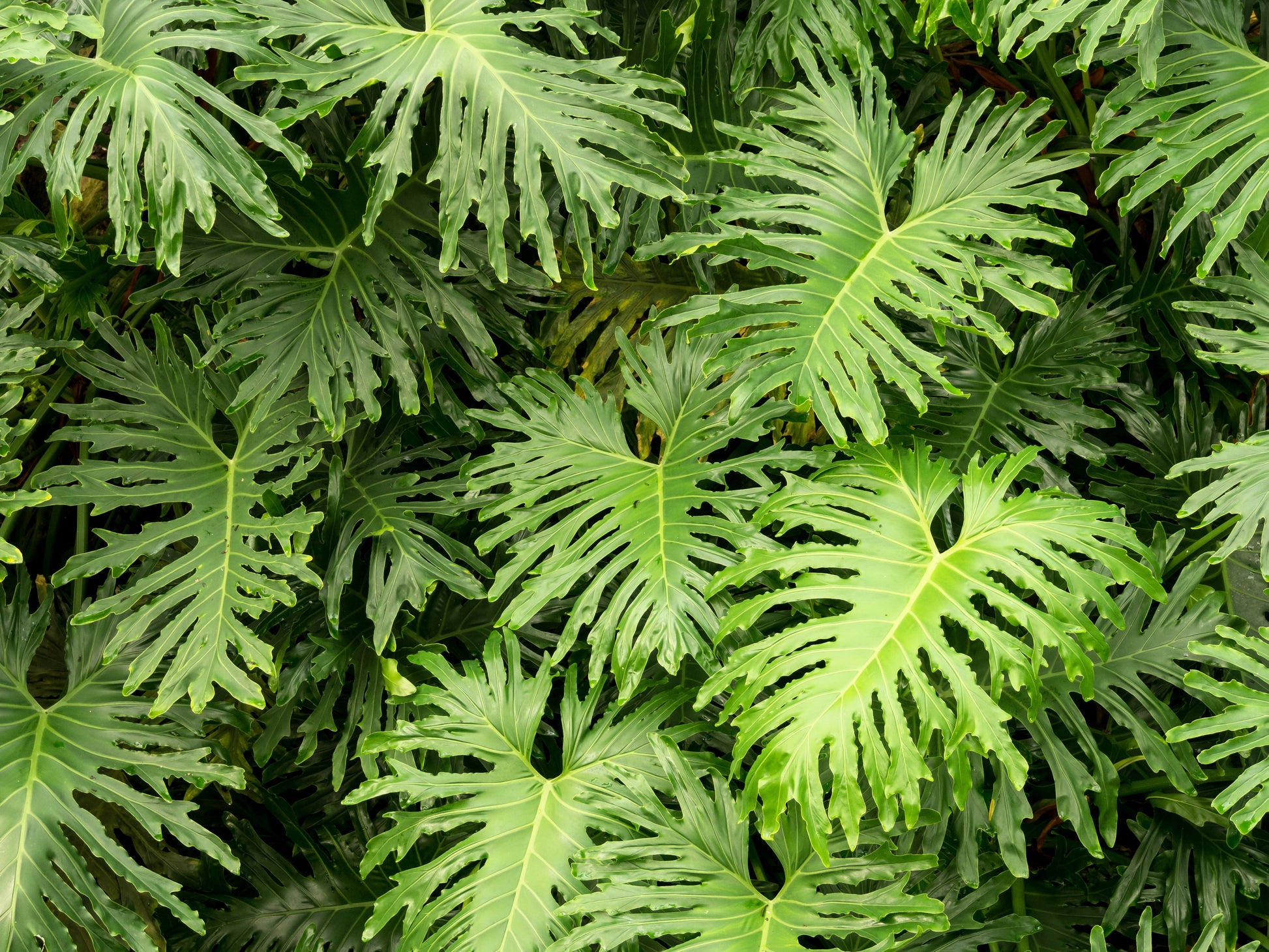 philodendron lacy tree 15 Lacy TREE PHILODENDRON Split Leaf Cut-leaf Selloum House Plant Seed – Seedville USA