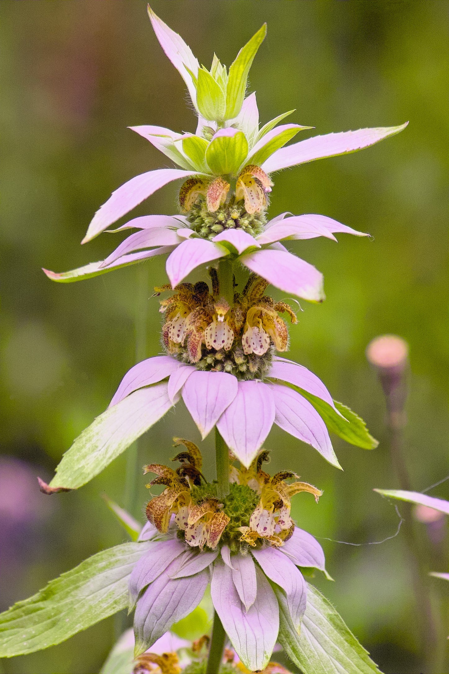 100 SPOTTED BEE BALM Monarda Punctata Flower Herb Horesemint Dotted Mint Seeds