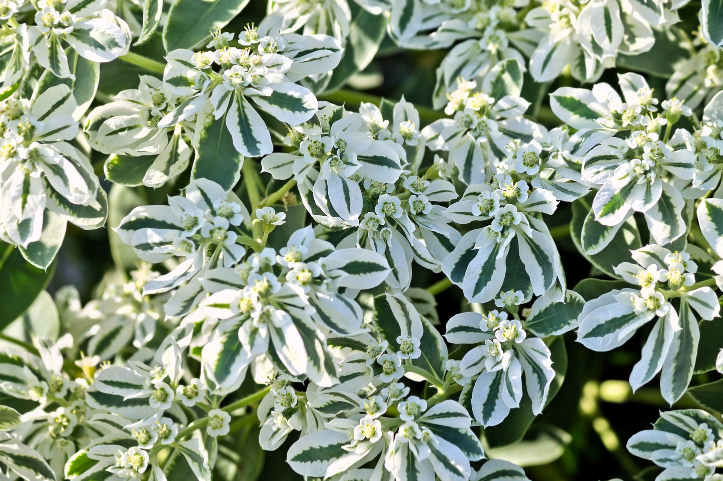 20 SNOW On THE MOUNTAIN Euphorbia Marginata Variegated Groundcover Sun or Shade Flower Seeds