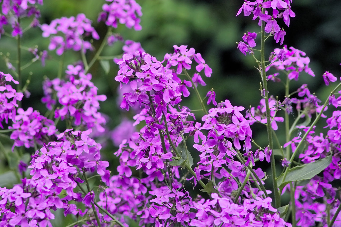 1500 DAMES ROCKET (Danask Violet) Hesperis Matronalis Dame's Purple Flower Seeds