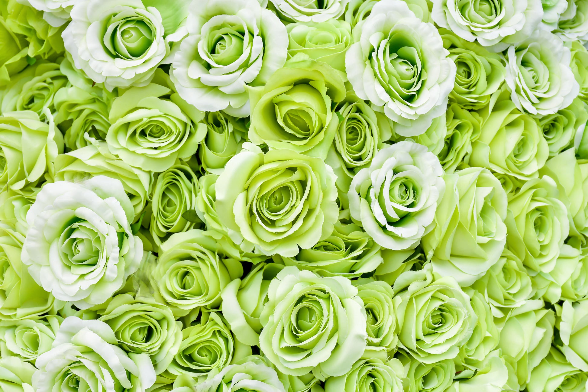 green rose seeds 5 GREEN ROSE Rosa Bush Shrub Perennial Flower Seeds