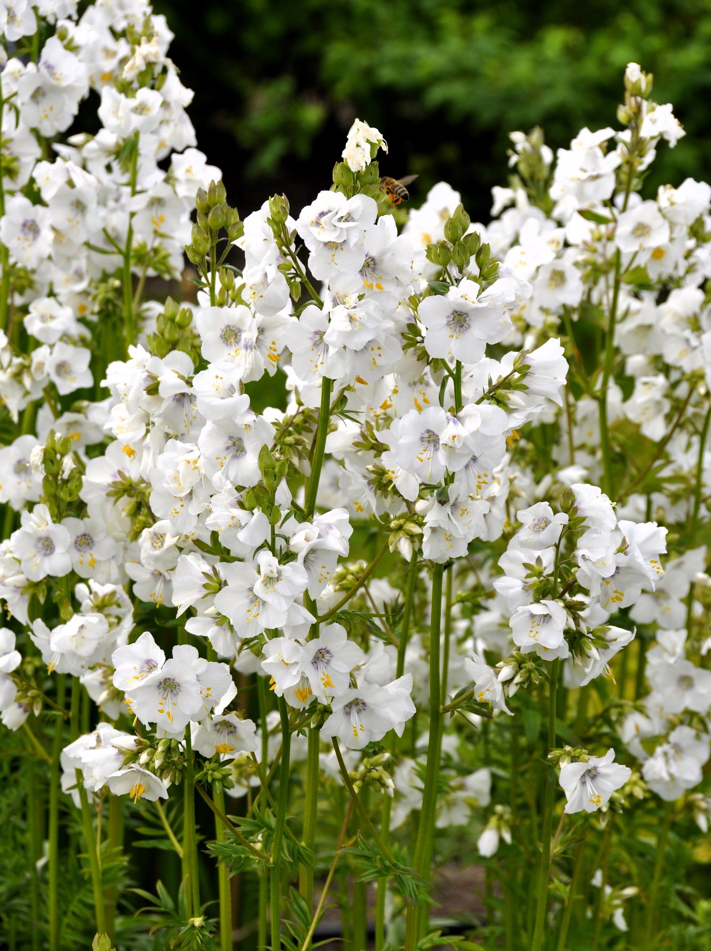 50 WHITE Polemonium Caeruleum JACOB'S LADDER Flower Seeds