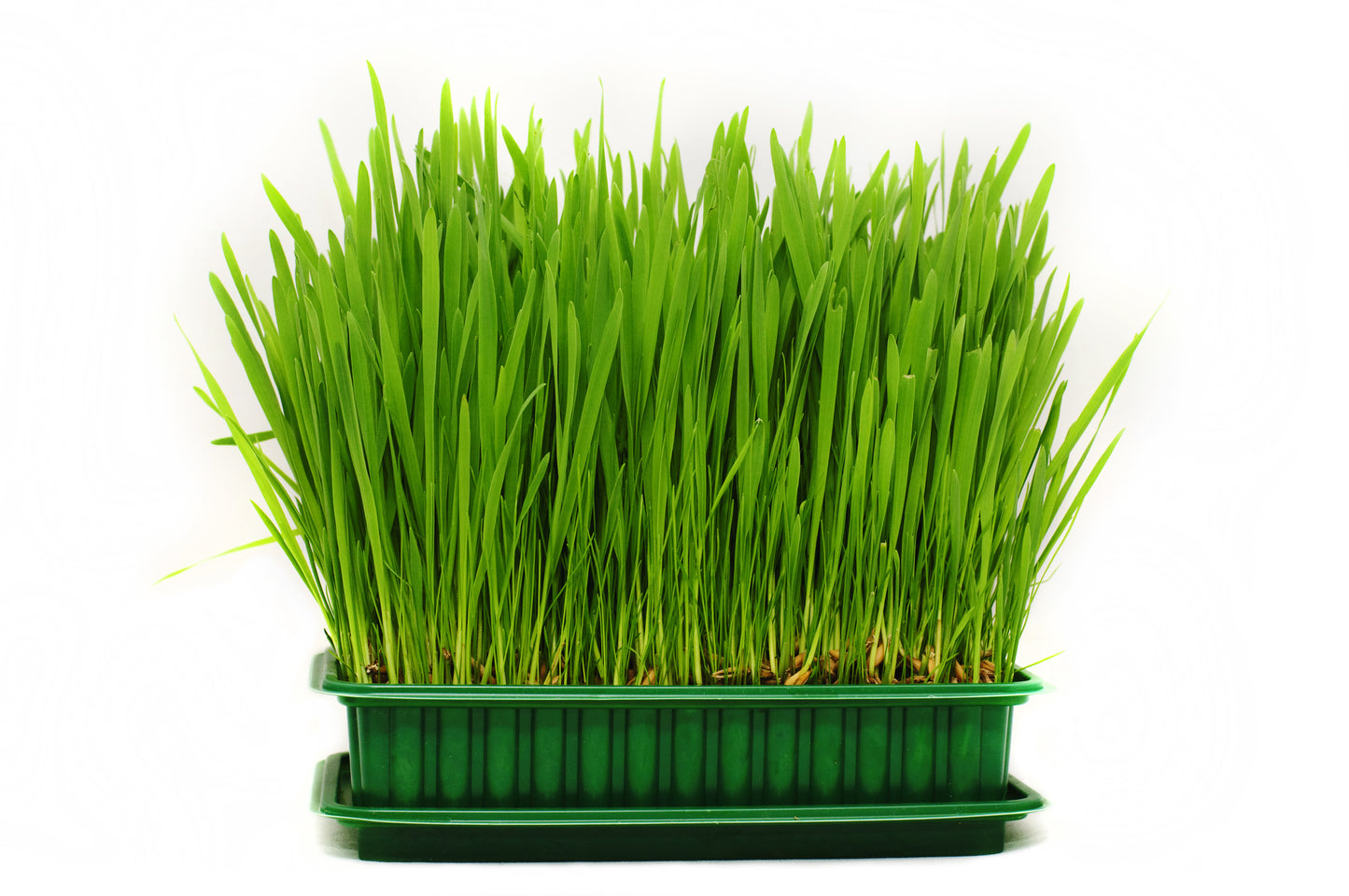 500 Organic CAT GRASS WHEAT Grass Pet Grass Wheatgrass Catgrass Triticum Aestivum Seeds