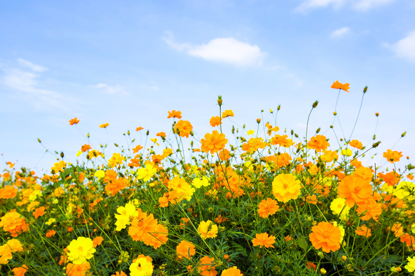 300 BRIGHT LIGHTS COSMOS Mix Mixed Colors Red Orange Yel Bipinnatus Flower Seeds