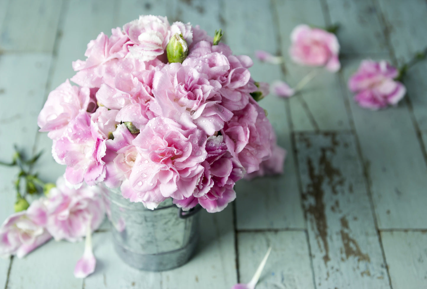 50 La France PINK CARNATION Dianthus Caryophyllus Chabaud Flower Seeds