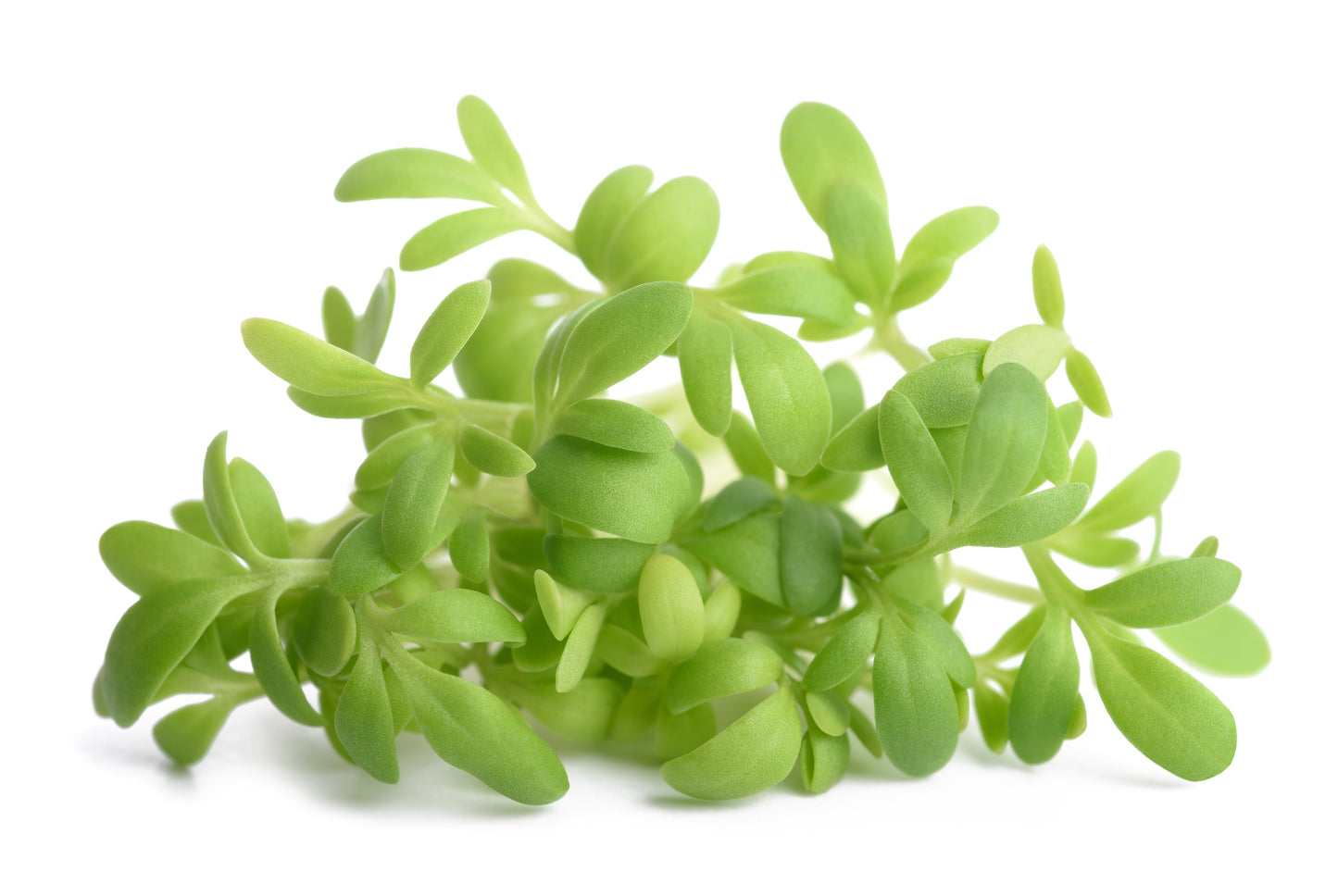 1500 WRINKLED CRINKLED CRESS Garden Lepidium Sativum Greens Vegetable Seeds