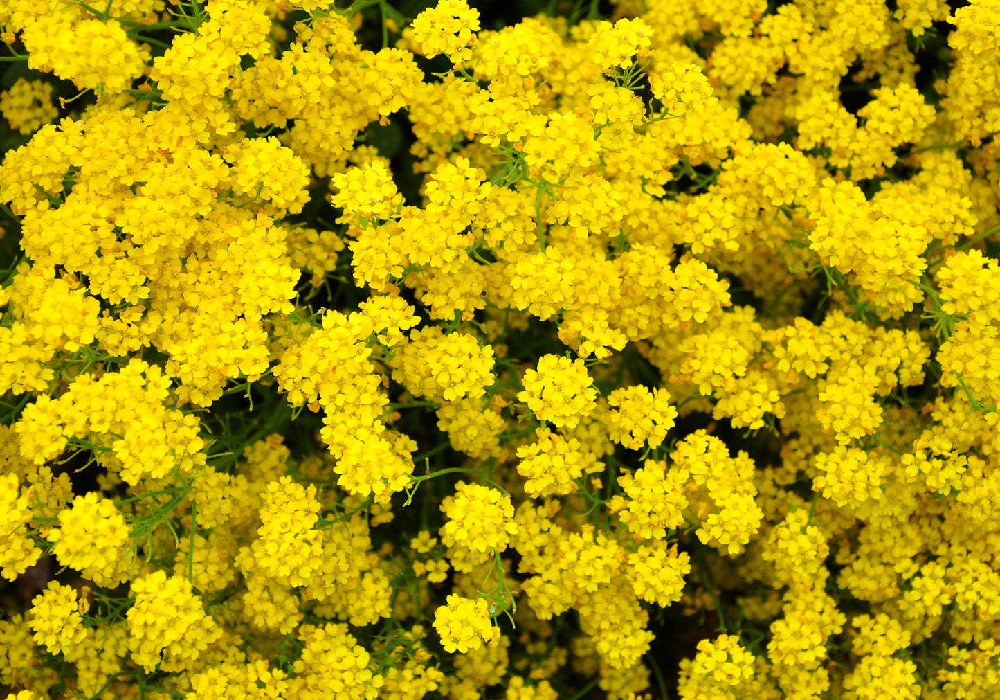 1000 GOLDEN TUFT ALYSSUM Basket of Gold Aurinia Saxatilis Yellow Flower Seeds