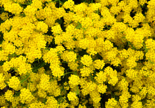 1000 GOLDEN TUFT ALYSSUM Basket of Gold Aurinia Saxatilis Yellow Flower Seeds