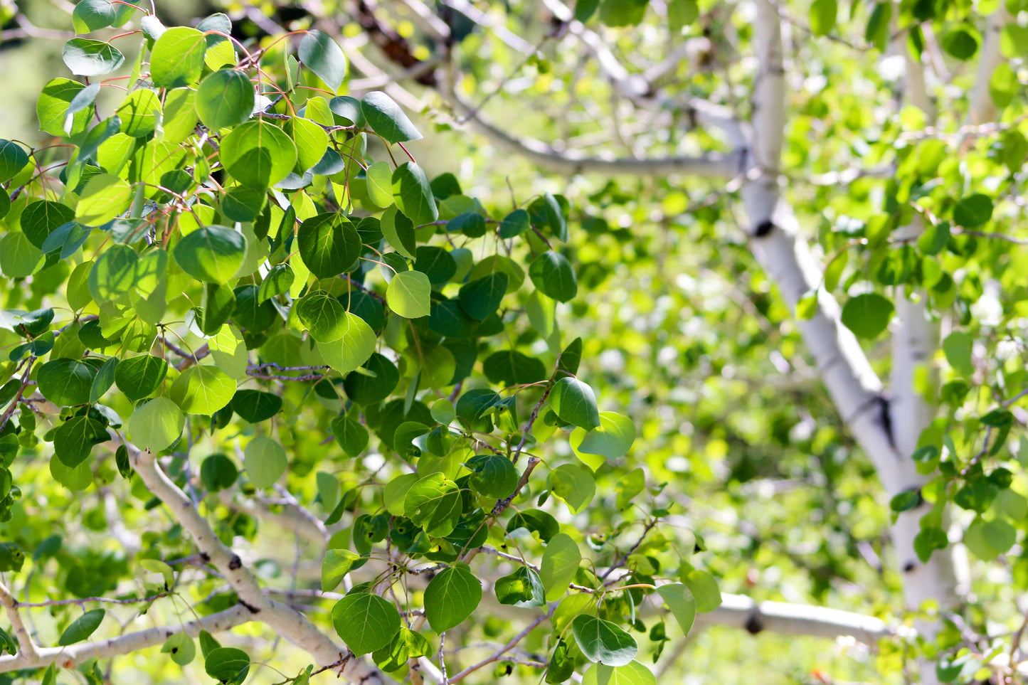 50 Golden QUAKING ASPEN TREE Populus Tremuloides White Bark Yellow Fall Cold Hardy Seeds