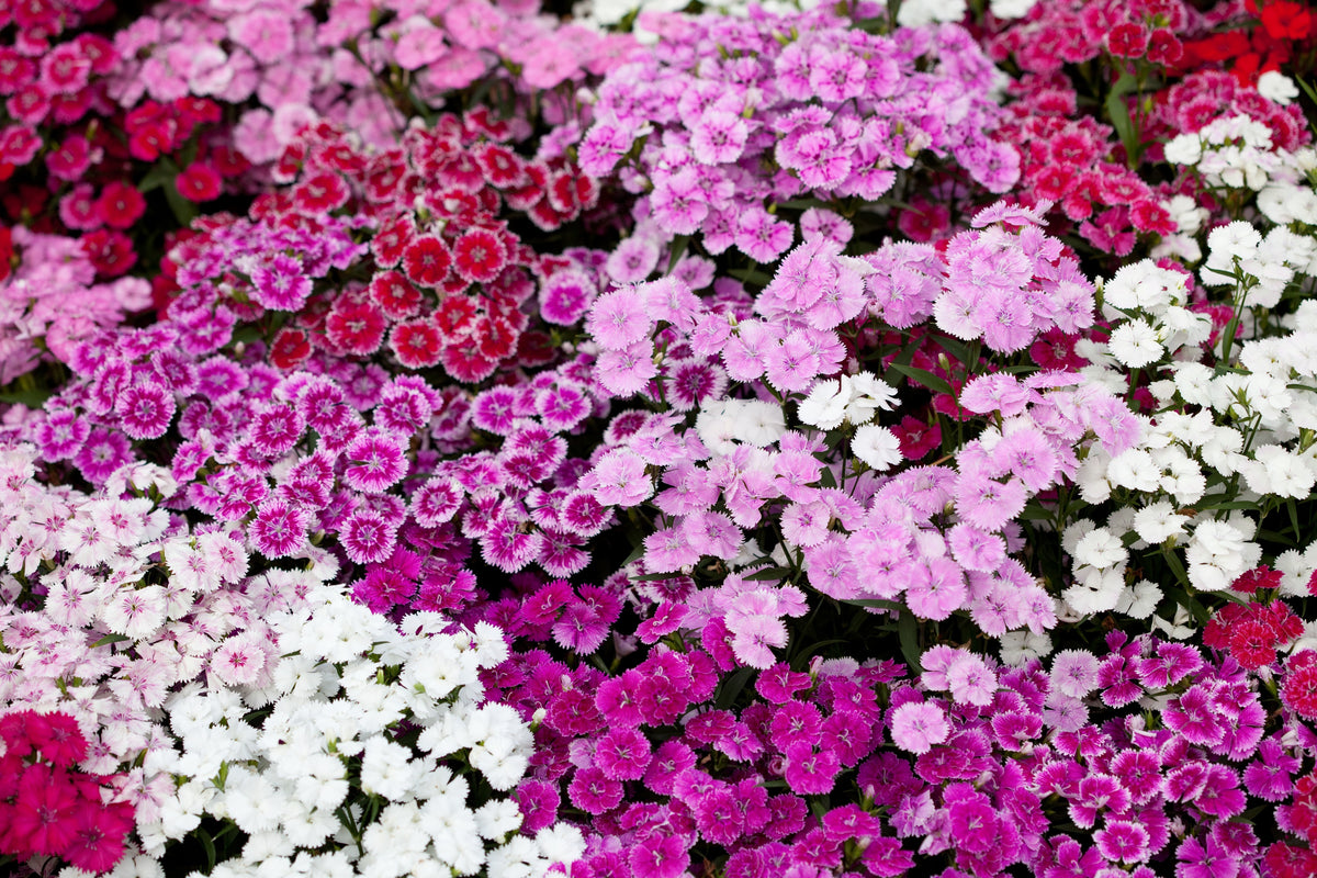 100 WEE Willie Dwarf SWEET WILLIAM Mixed Colors Dianthus Barbatus Flower Seeds