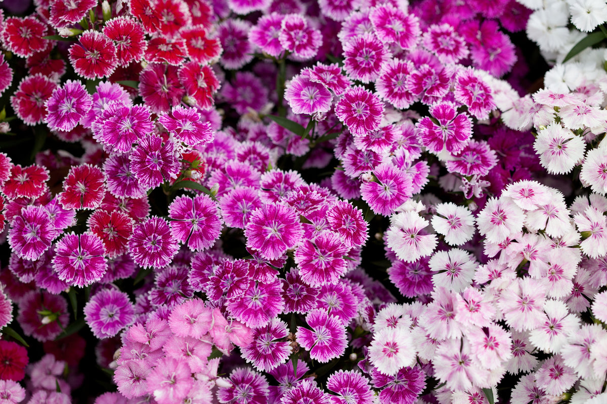 100 WEE Willie Dwarf SWEET WILLIAM Mixed Colors Dianthus Barbatus Flower Seeds