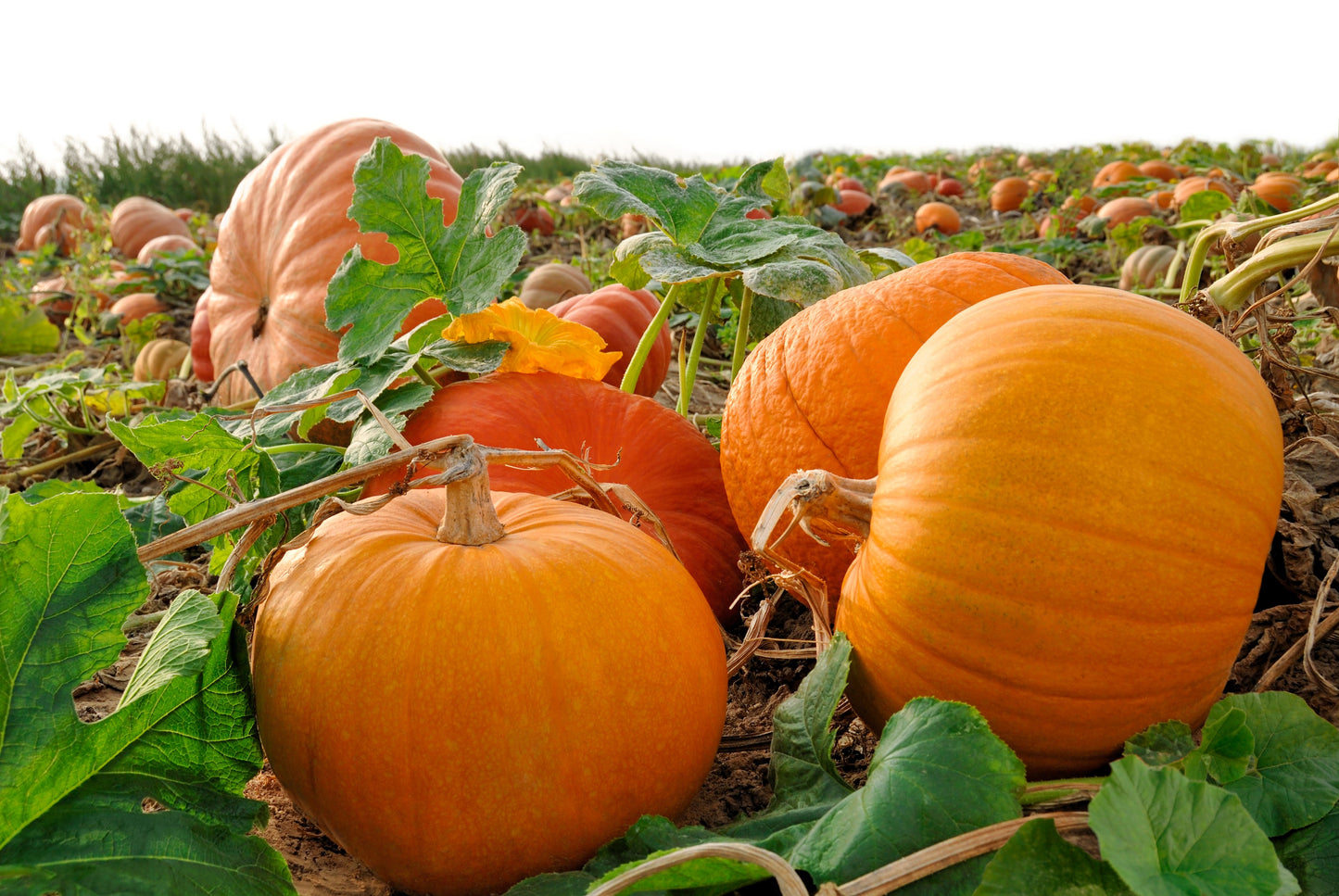 50 CONNECTICUT FIELD PUMPKIN Big Tom Orange Yankee Cucurbita Pepo Vegetable Seeds