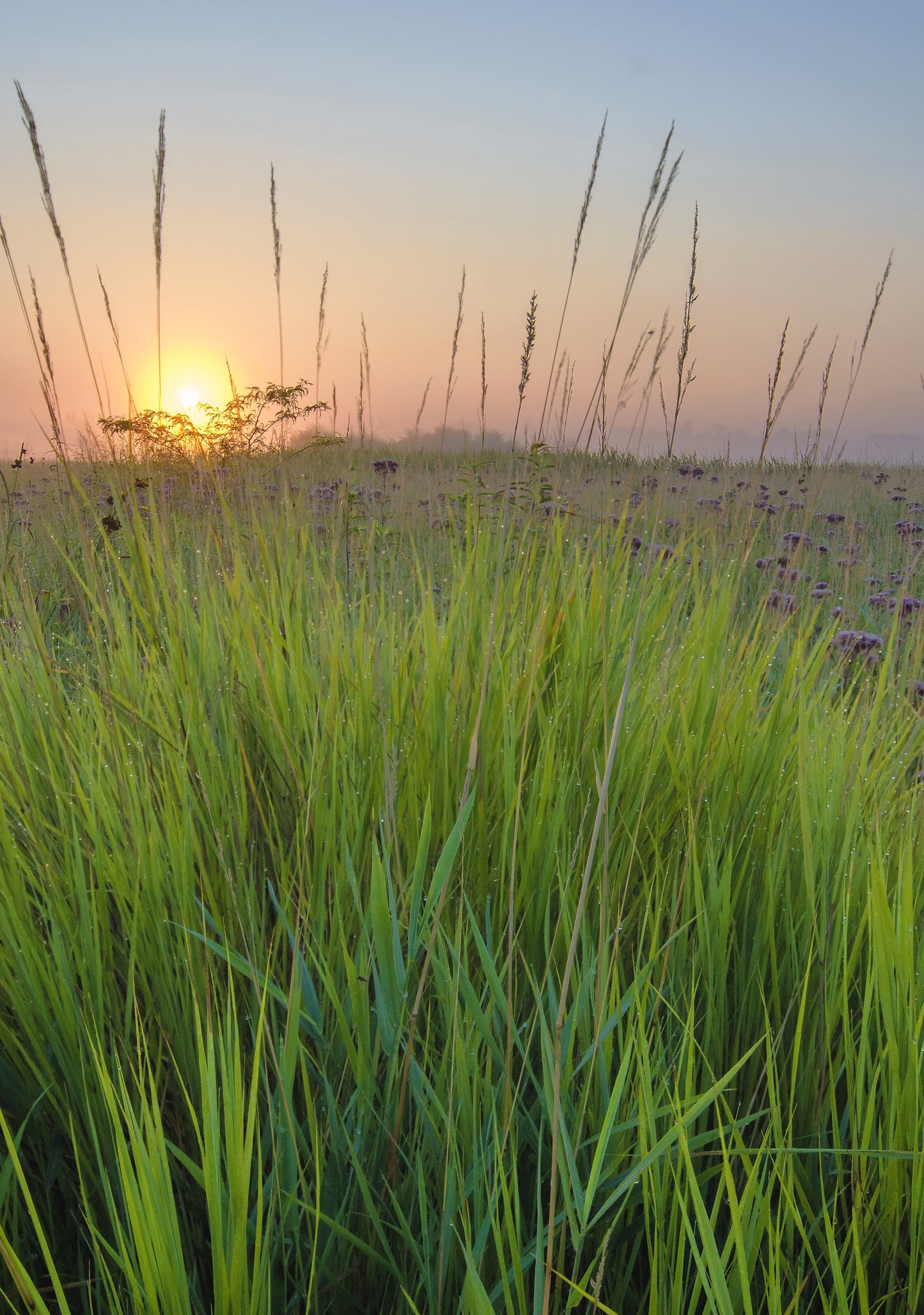 300 Ornamental BIG BLUESTEM GRASS Beardgrass Andropogon Gerardii Seeds