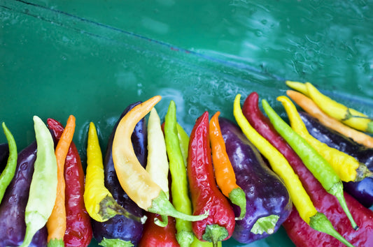 100 MIXED CAYENNE PEPPER Yellow Purple Orange Red Green Capsicum Vegetable Seeds