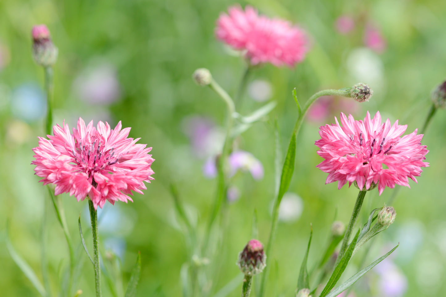 750 Pink BACHELOR'S BUTTON / CORNFLOWER Centaurea Cyanus Flower Seeds