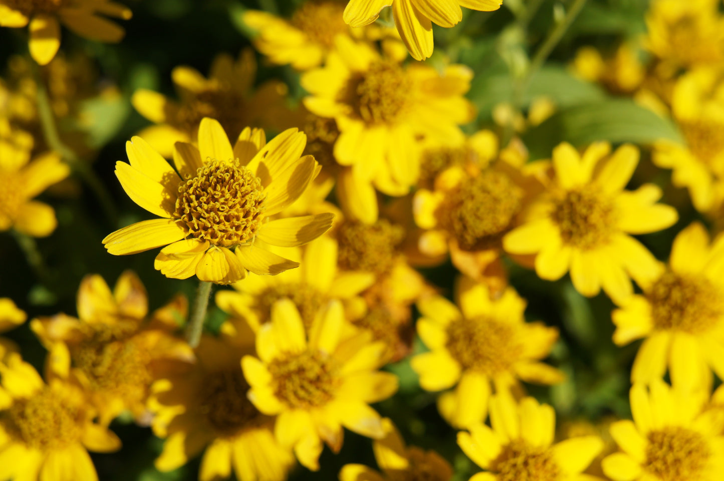 20 MEADOW ARNICA Chamissonis Silver American Native Yellow Flower Herb Seeds