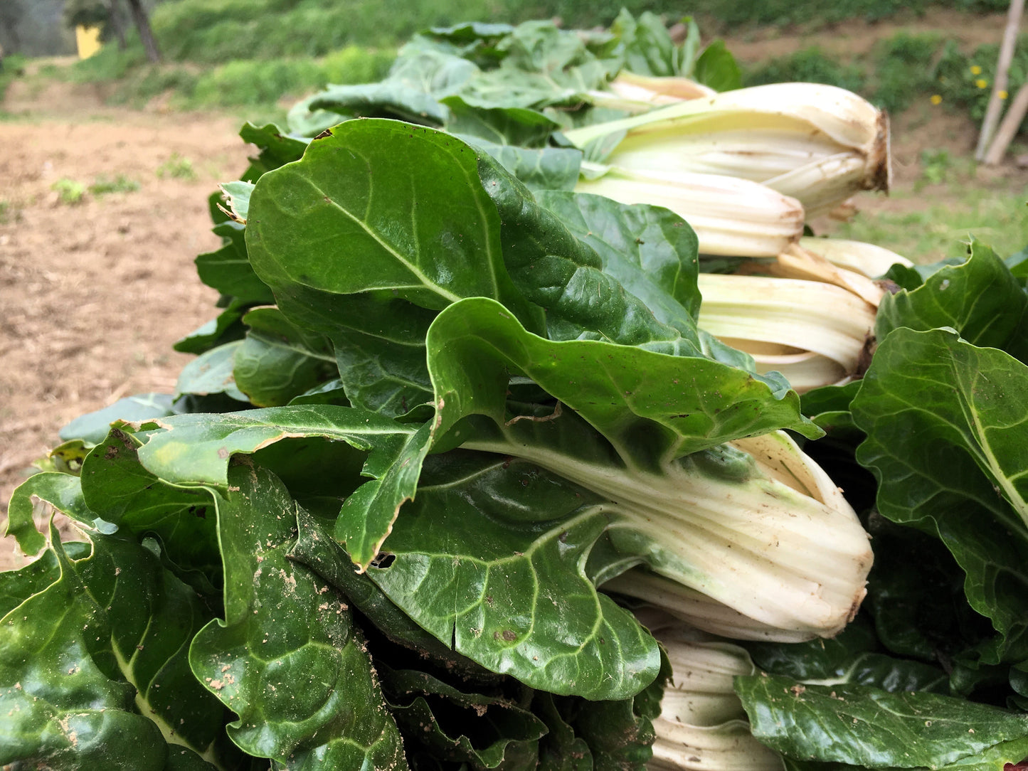 250 BARESE SWISS CHARD White Rib Perpetual Spinach Beta Vulgaris Vegetable Seeds