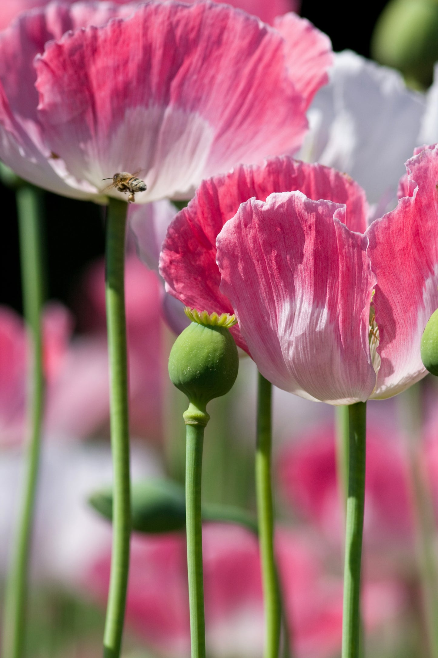 1000 PINK & WHITE POPPY Papaver Somniferum Flower Seeds