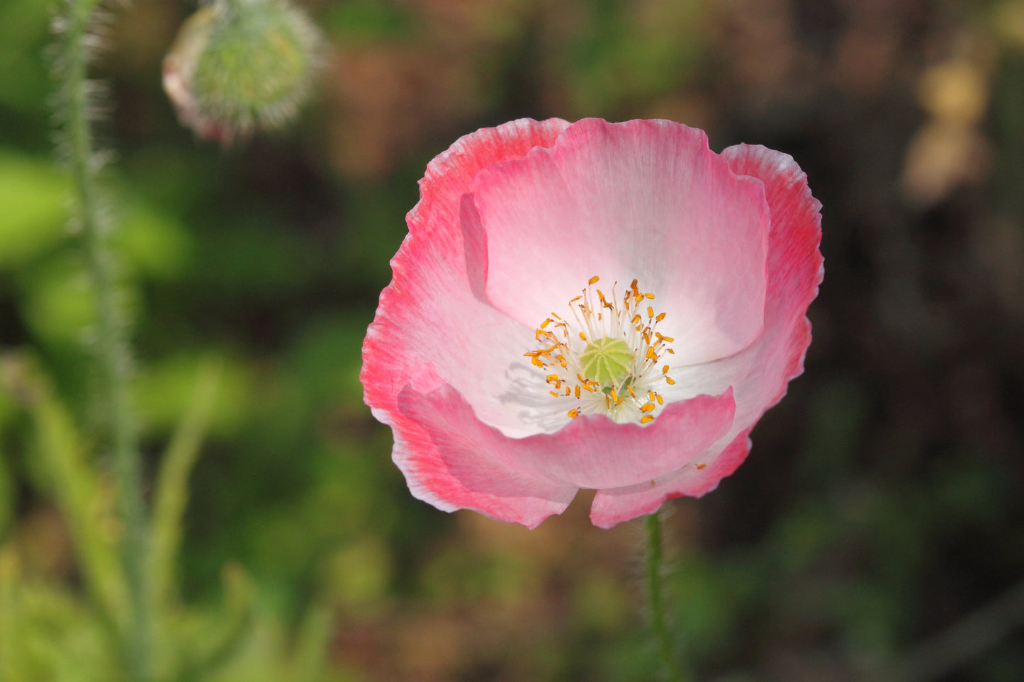 1000 PINK & WHITE POPPY Papaver Somniferum Flower Seeds