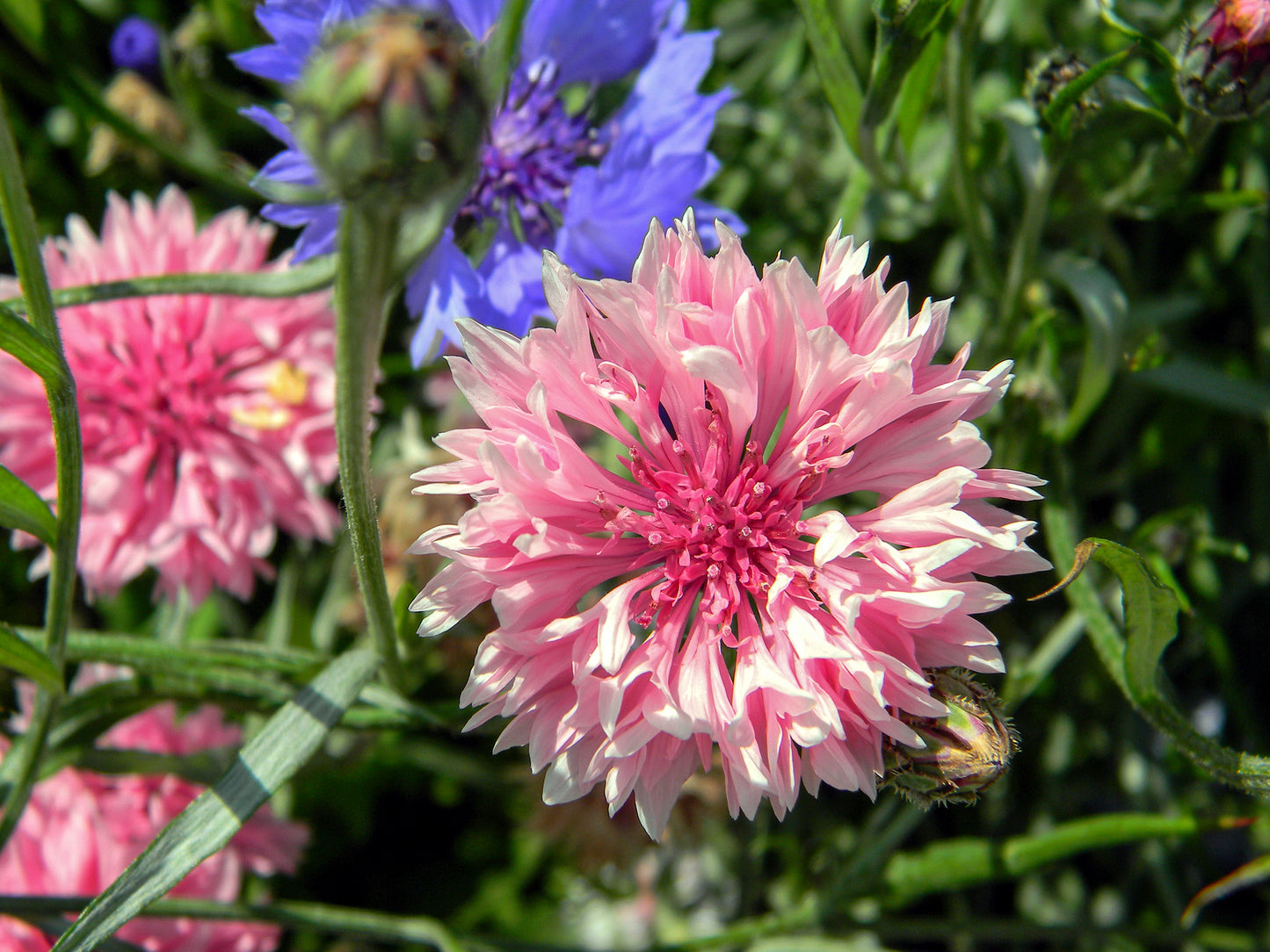 750 Pink BACHELOR'S BUTTON / CORNFLOWER Centaurea Cyanus Flower Seeds