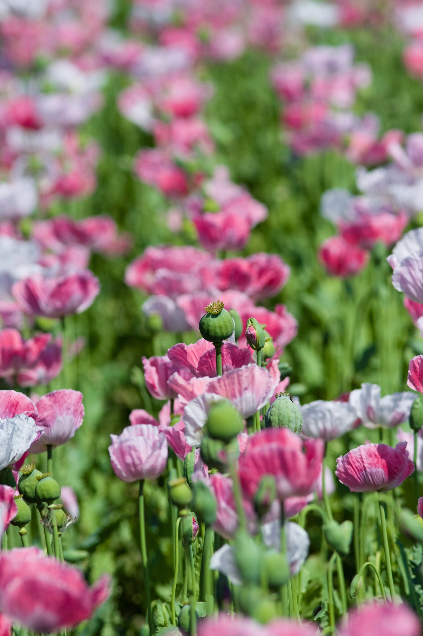 1000 PINK & WHITE POPPY Papaver Somniferum Flower Seeds