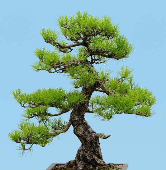 10 Japanese BLACK PINE TREE Evergreen Pinus Thunbergii Seeds