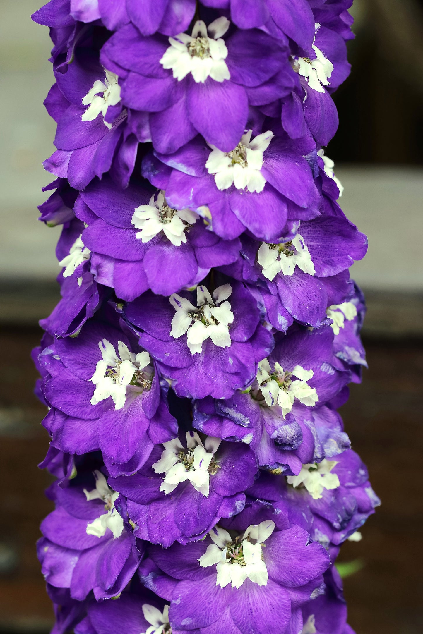 100 ROCKET LARKSPUR DELPHINIUM Consolida Giant Imperial Mixed Colors Flower Seeds