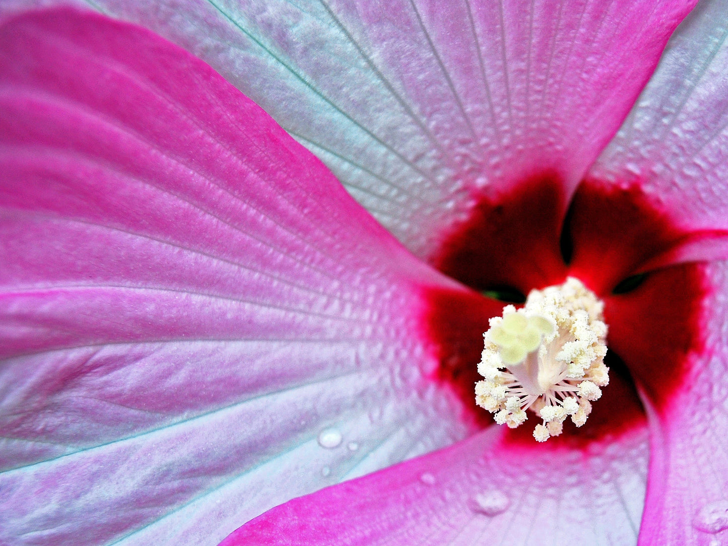 10 Luna PINK SWIRL Hardy HIBISCUS Flower Seeds