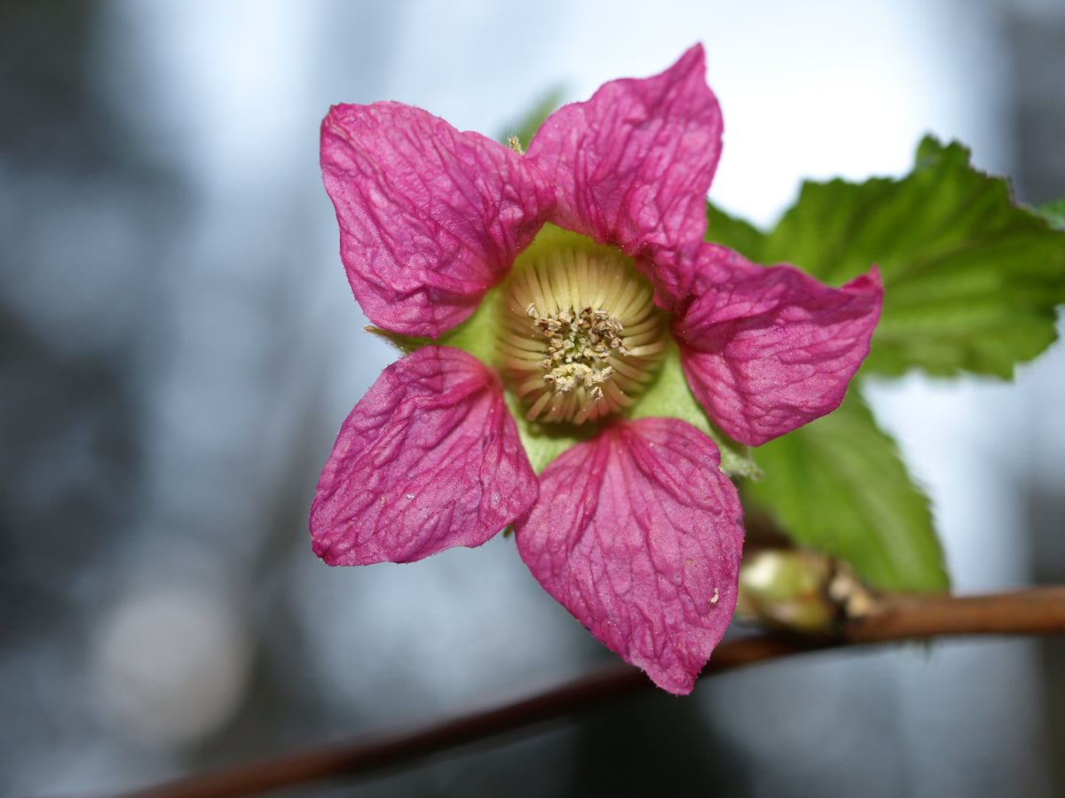 20 SALMONBERRY RUSSIAN RASPBERRY Rubus Spectabilis Fruit Seeds Purple ...