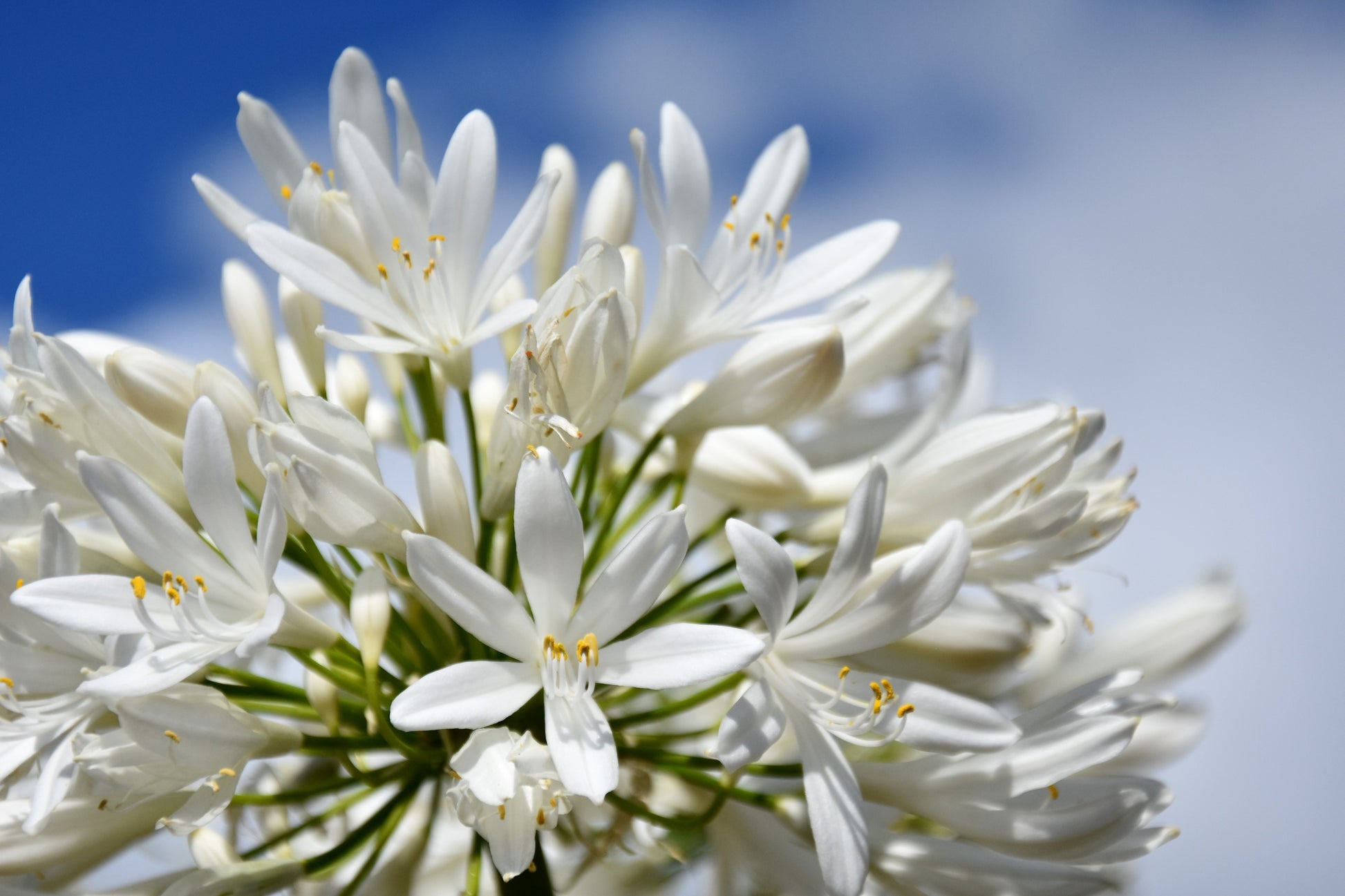 african lily plant white 25 WHITE LILY of the NILE Agapanthus Orientalis African Lily Flower Seeds
