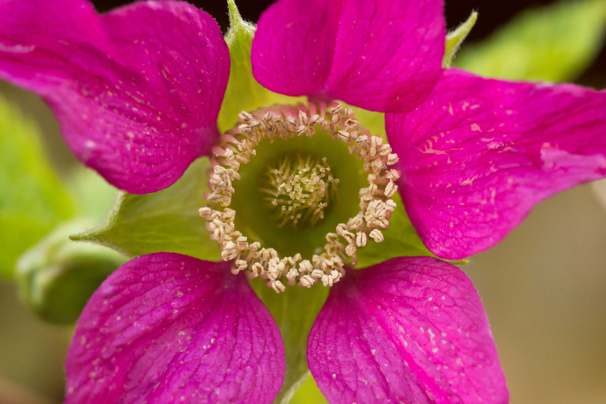 20 SALMONBERRY RUSSIAN RASPBERRY Rubus Spectabilis Fruit Seeds Purple ...