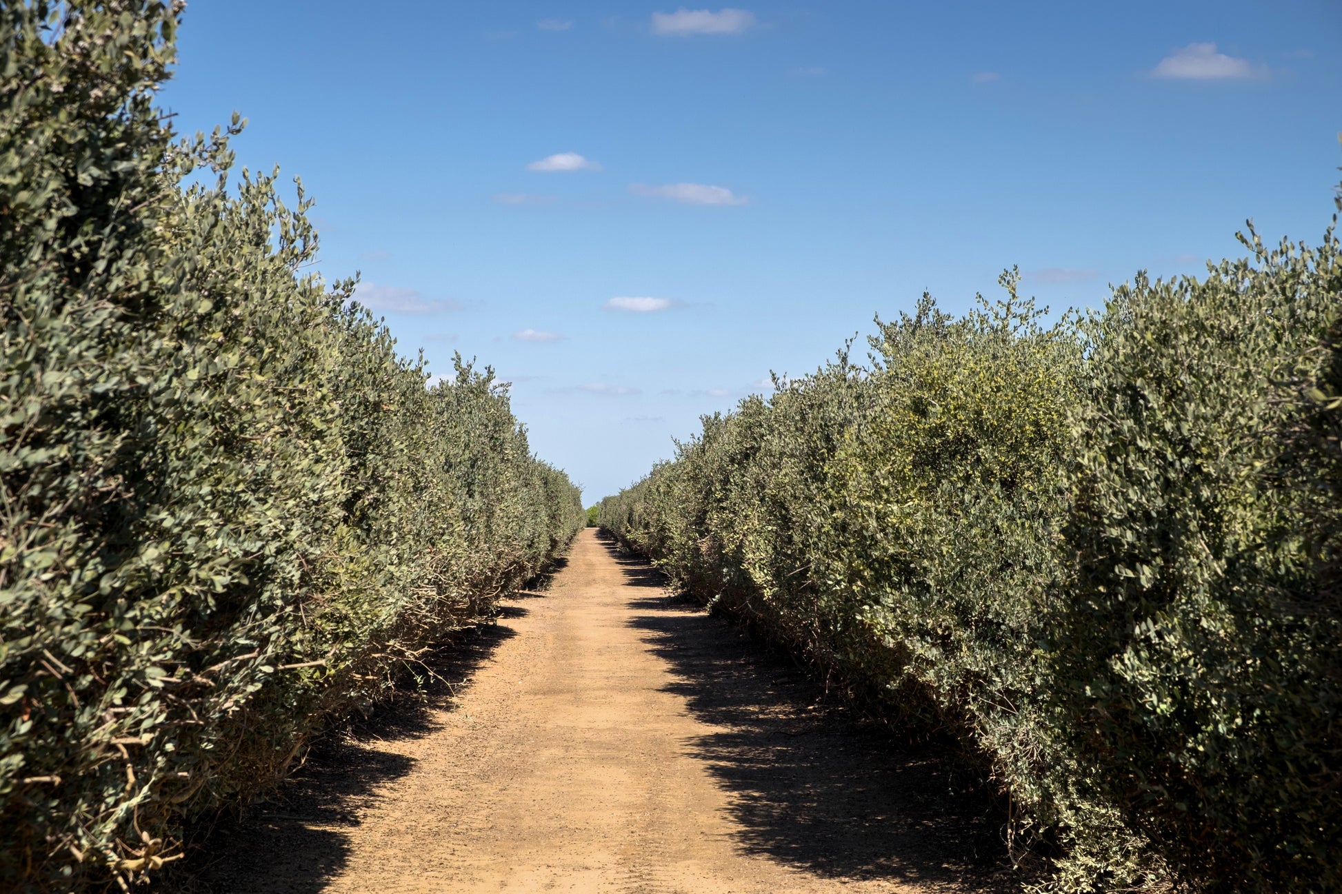 jojoba plant seeds for sale 5 JOJOBA Simmondsia Chinensis Fruit Nut Oil Evergreen Shrub Seeds