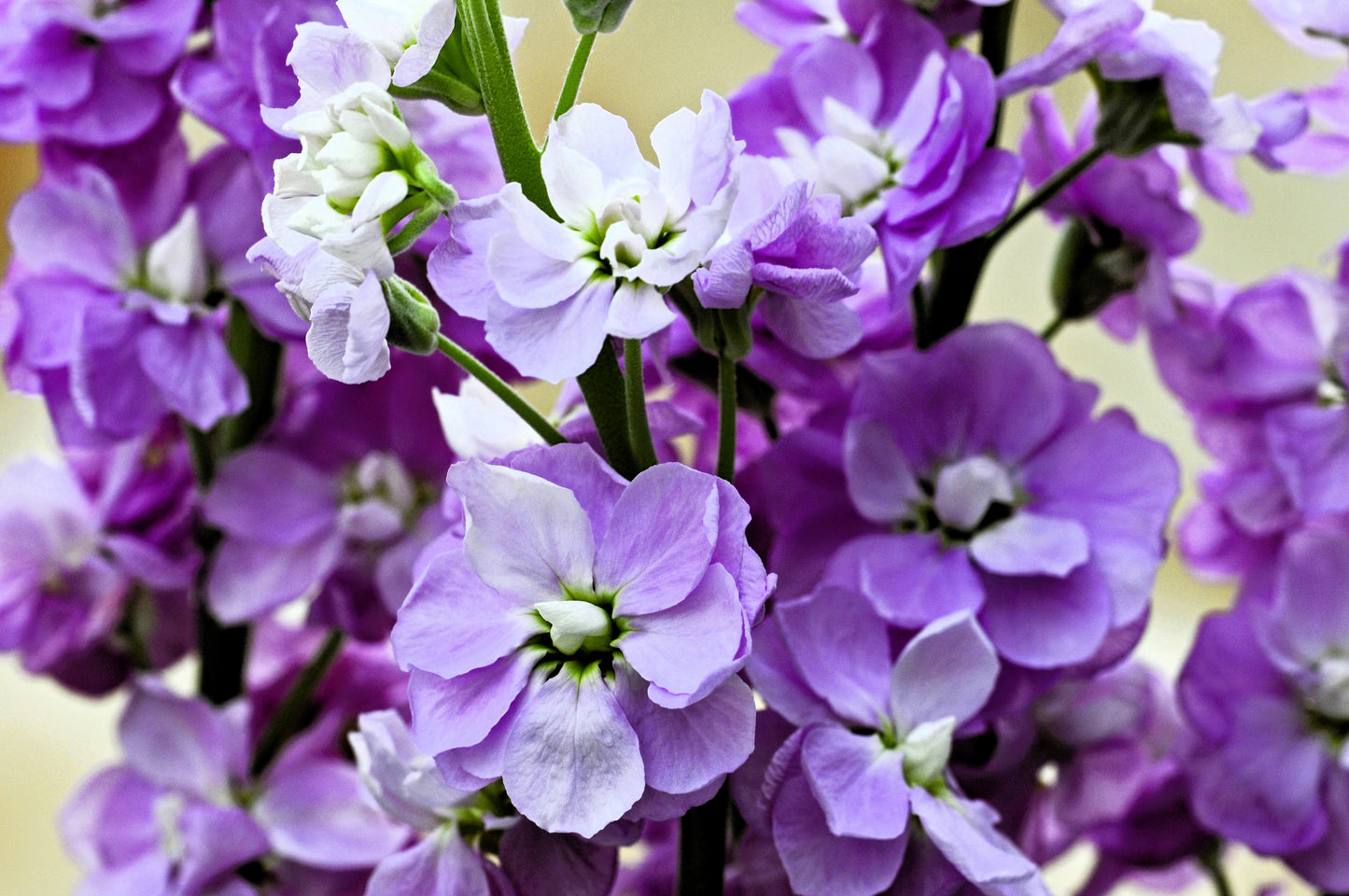 50 BLUE STOCK Matthiola Incana Ten-Week Gillyflower Seeds