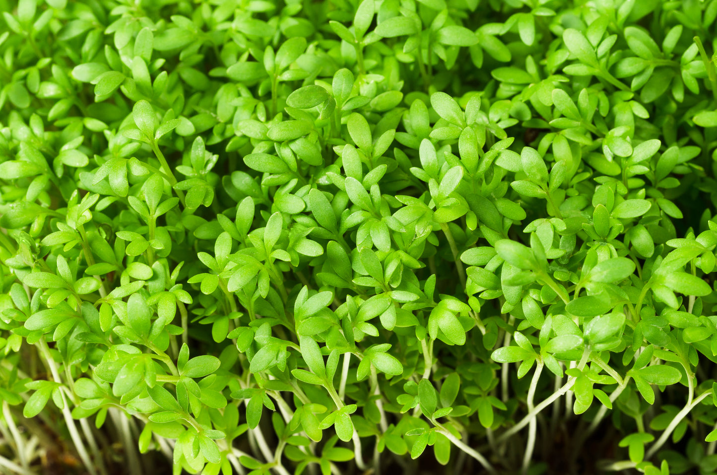 1000 Fine Curled PEPPERGRASS / PEPPERCRESS / WATERCRESS Lepidium Sativum Greens Sprouts Vegetable Sprouting Seeds