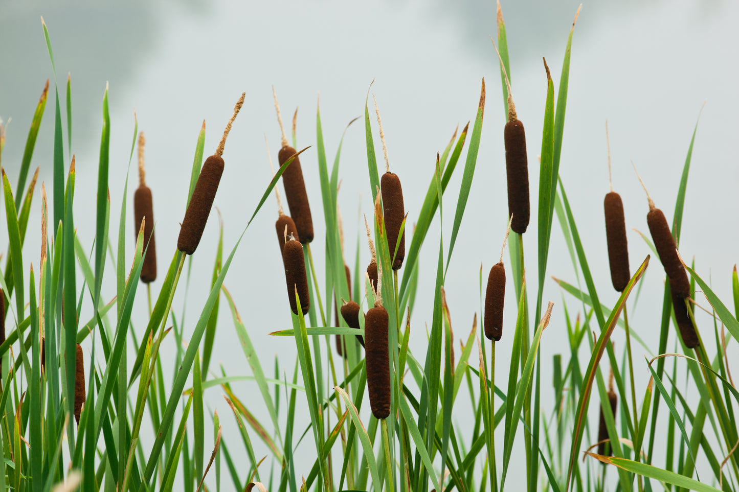 50 CATTAILS Cat Tails Typha Latifolia Water Pond Grass Flower Seeds