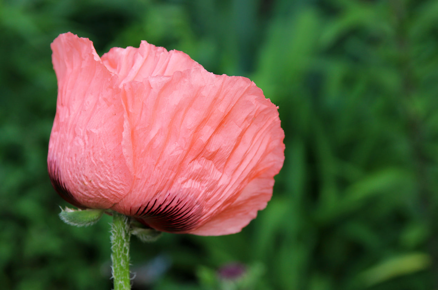 100 Princess Victoria Louise ORIENTAL POPPY Papaver Orientale Flower Seeds