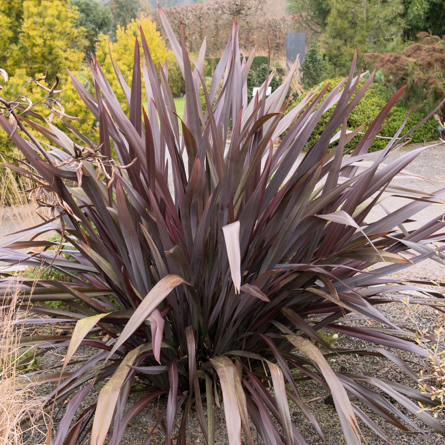 10 Purple NEW ZEALAND FLAX Phormium Tenax Purpureum Ornamental Grass Flower Seeds