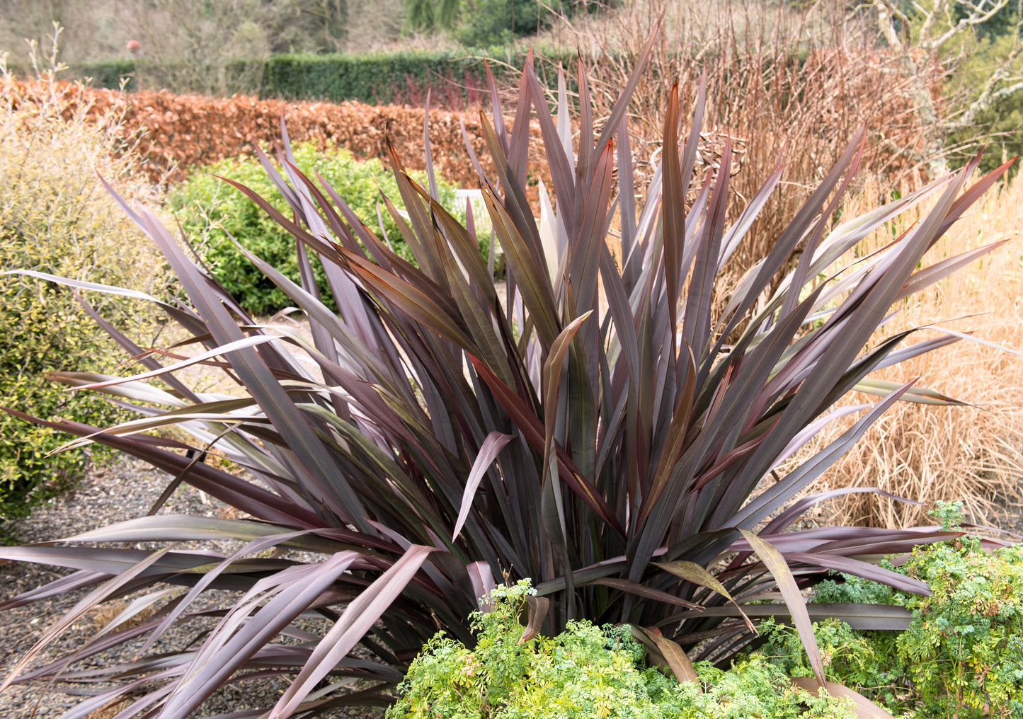 10 Purple NEW ZEALAND FLAX Phormium Tenax Purpureum Ornamental Grass Flower Seeds