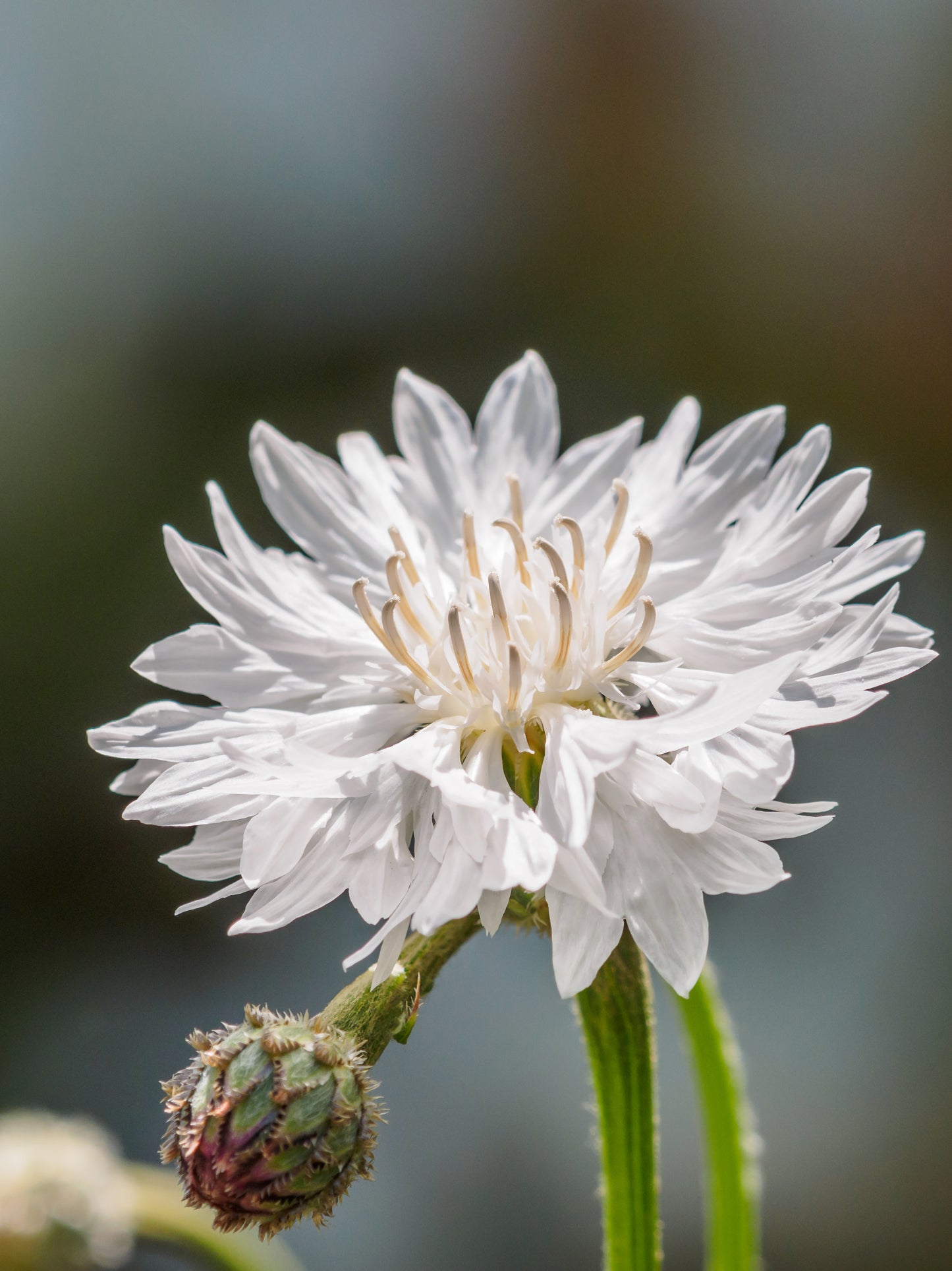 750 White BACHELOR'S BUTTON / CORNFLOWER Centaurea Cyanus Flower Seeds