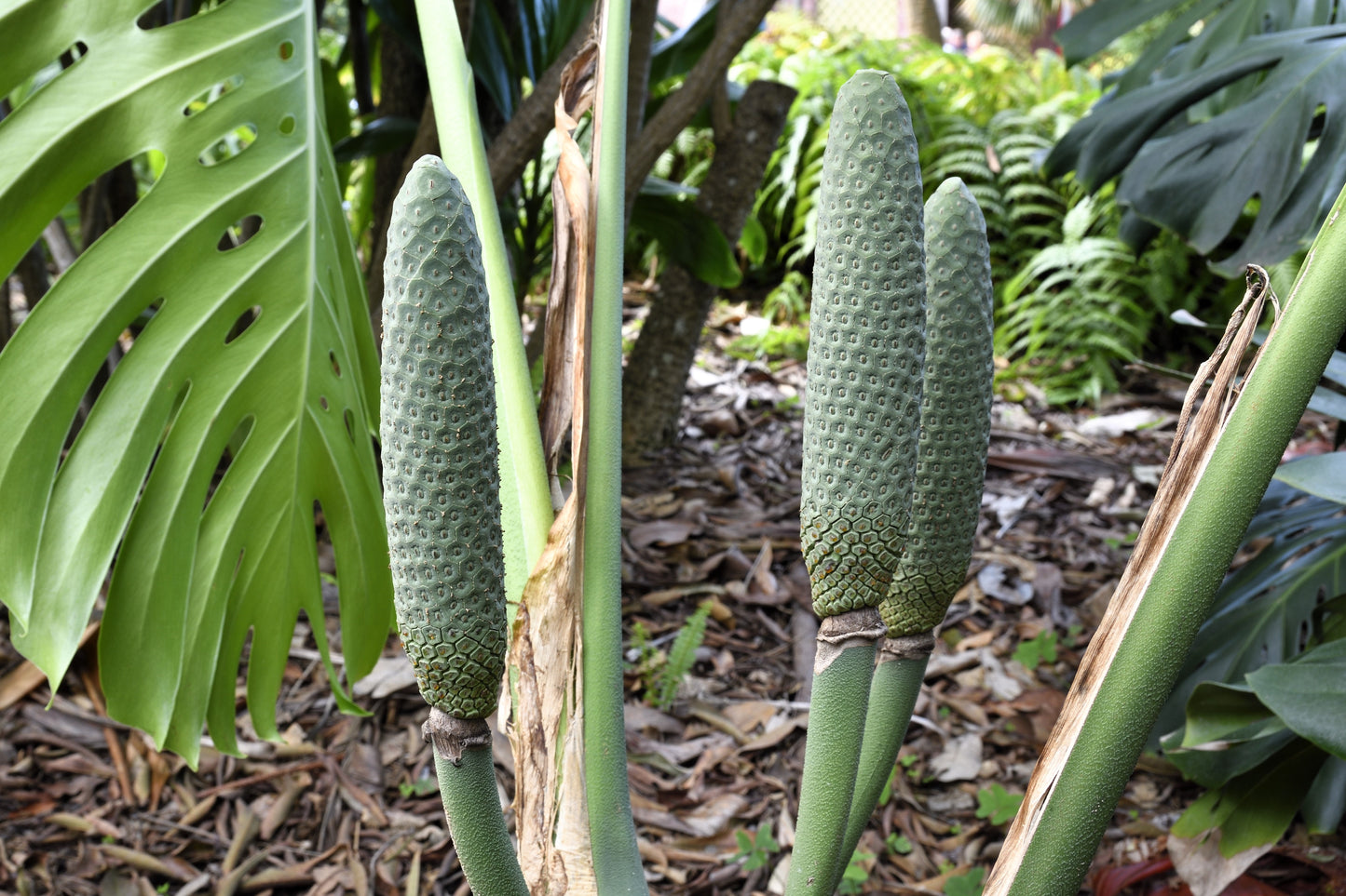 5 Organic SPLIT LEAF PHILODENDRON Monstera Deliciosa Swiss Cheese Plant Vine Seeds