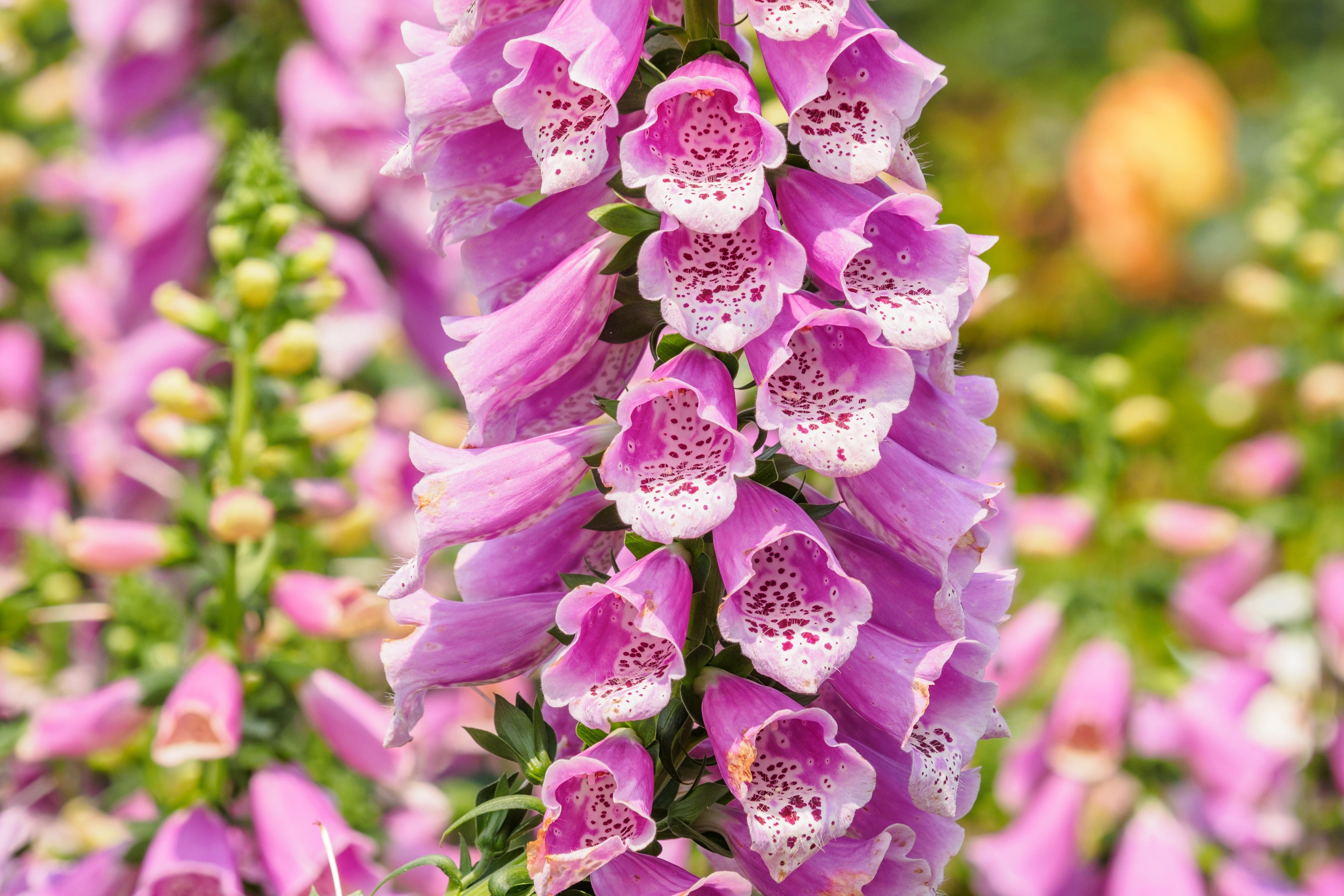Seedville Foxglove Excelsior