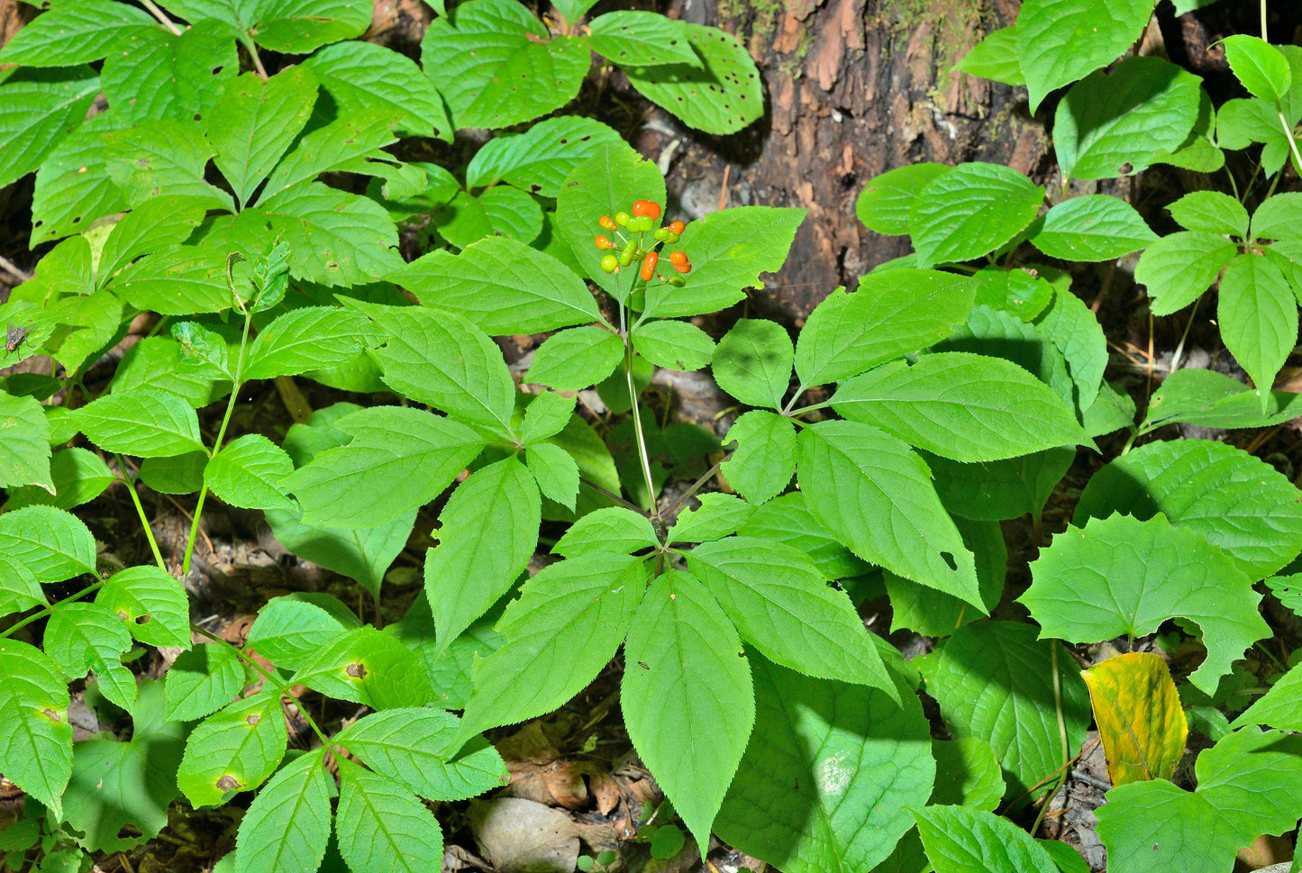 15 Asian KOREAN GINSENG Panax Shade Chinese Herb Seeds