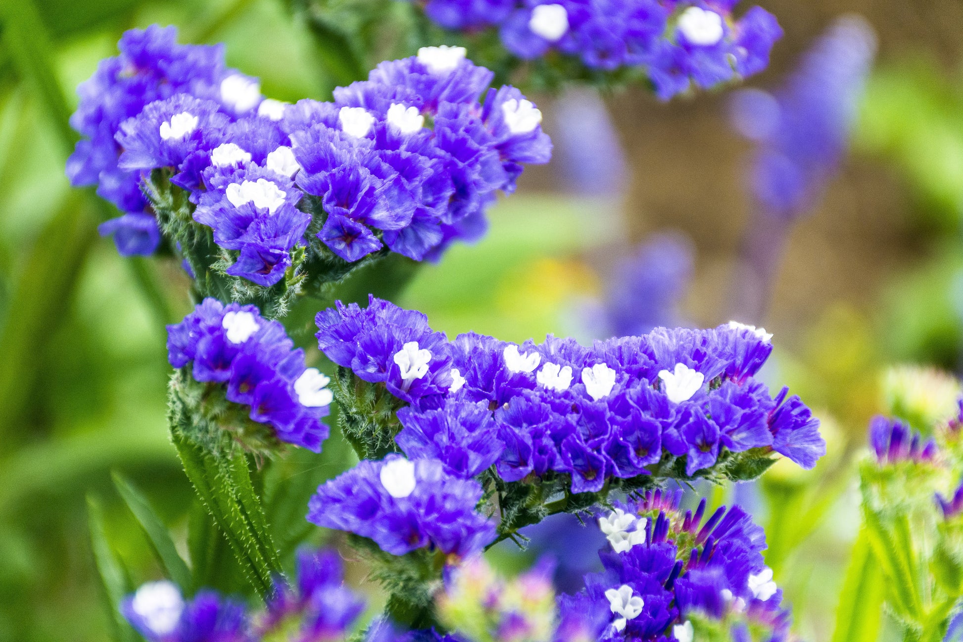 where to buy sea lavender plants 50 Purple STATICE / SEA LAVENDER Limonium Sinuatum Flower Seeds