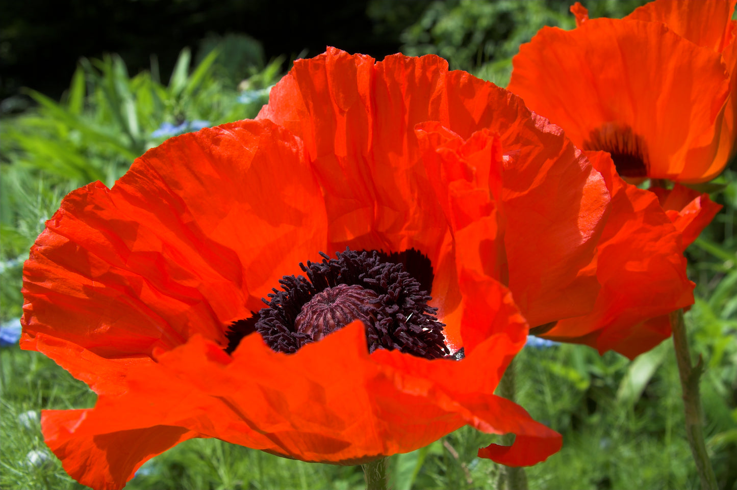 500 ORIENTAL RED Mix POPPY Papaver Orientale Flower Seeds