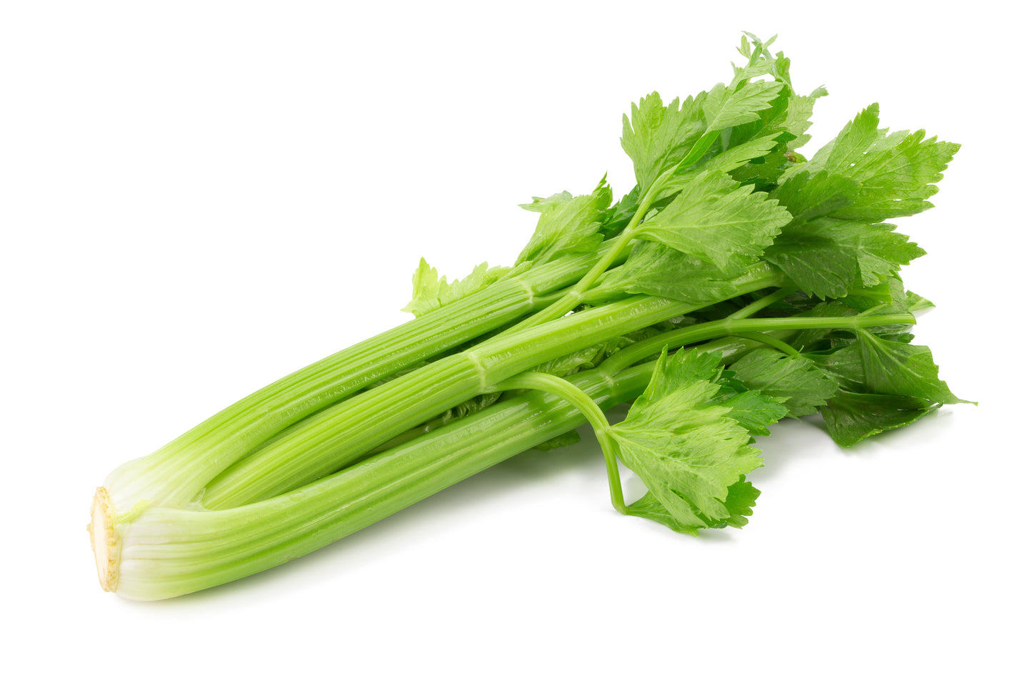 1000 TALL UTAH CELERY Apium Graveolens Dulce Vegetable Seeds