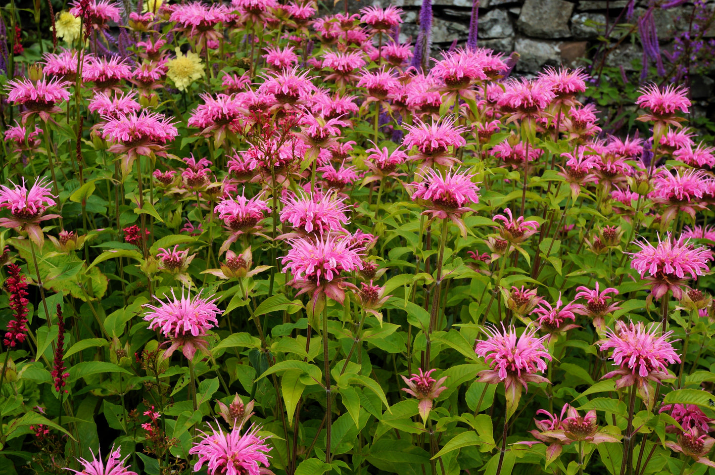 25 BEE BALM MIX Lemon Hummingbird Mint Monarda Didyma Mixed Colors Scarlet, Red, Pink, Purple, Spotted, & Salmon Flower Seeds