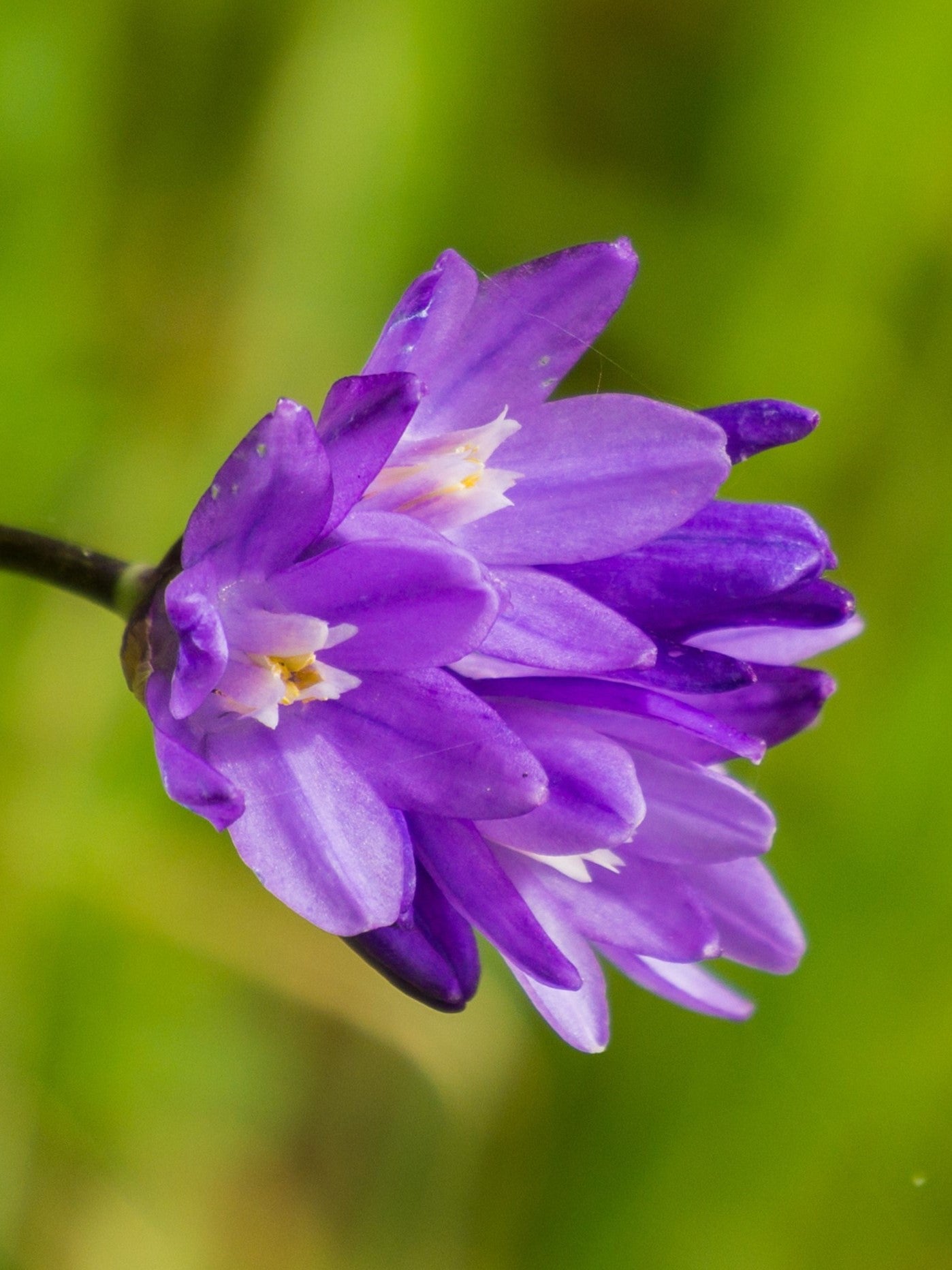 30 WILD BLUE HYACINTH Dichelostemma Blue Dicks Purplehead Brodiaea Brodiea Native Hummingbird Flower Seeds