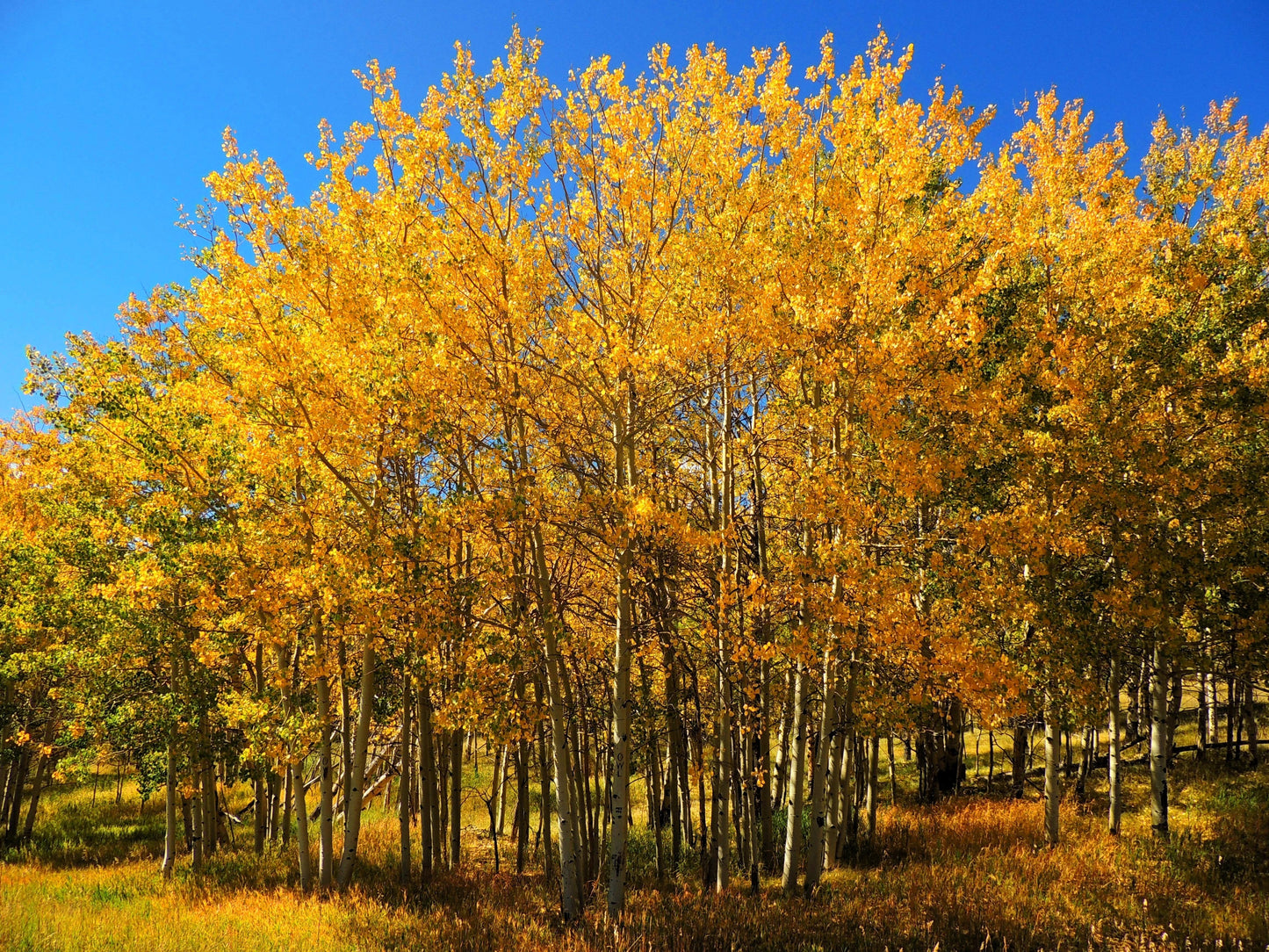 50 Golden QUAKING ASPEN TREE Populus Tremuloides White Bark Yellow Fall Cold Hardy Seeds