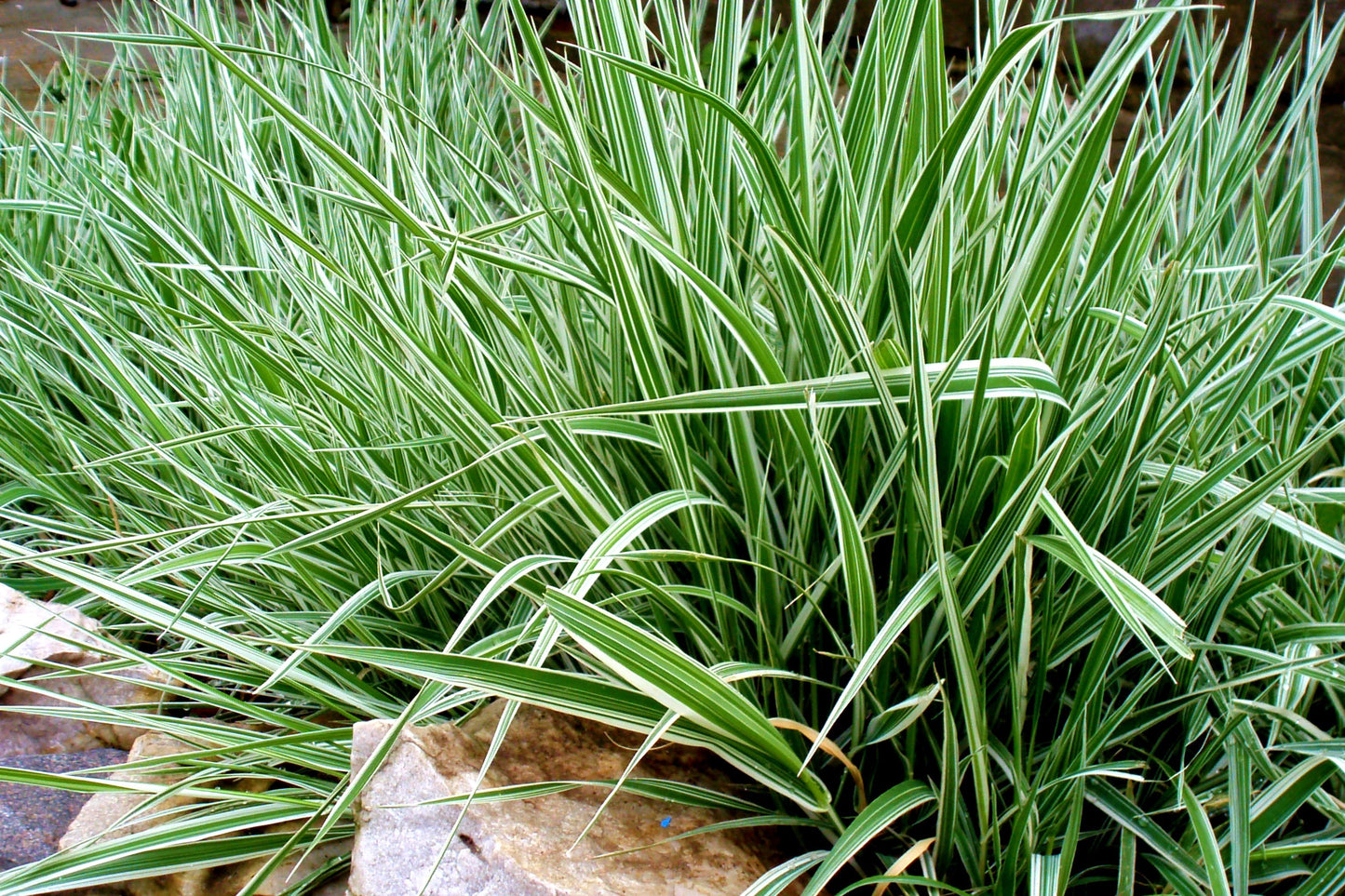 1000 Variegated RIBBON GRASS Reed Canary Phalaris Arundinacea Pink Flower Seeds